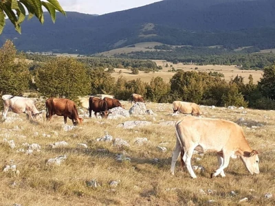 Buša na pjatu