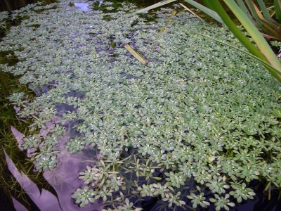 Žabovlatka
