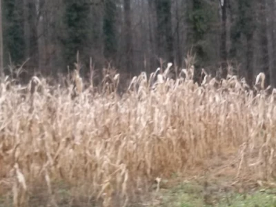 Na nekim parcelama u županjskoj Posavini kukuruzi neobrani