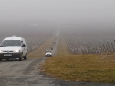 Unatoč magli, u vinograde se došlo