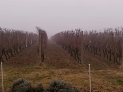 Vinogradi spremni za rezidbu
