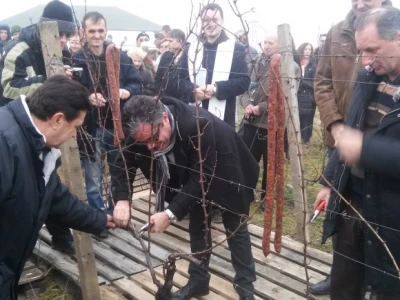 Kumovi u orezivanju trsa