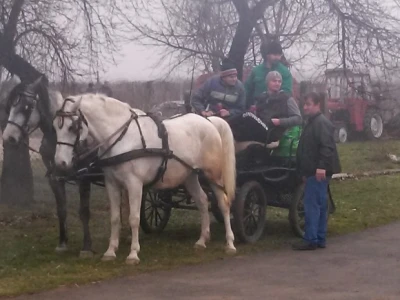 Na Vukovo se moglo konjima u ugodnoj kočiji
