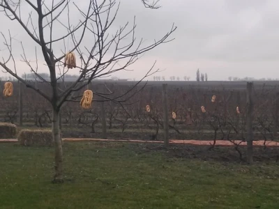 Pereci su visili posvuda