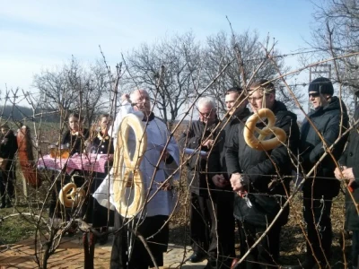 Blagoslov vinograda