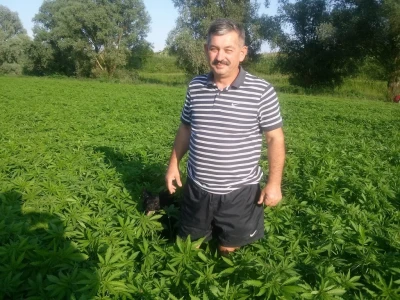 Ivo Kelić u mladoj konoplji