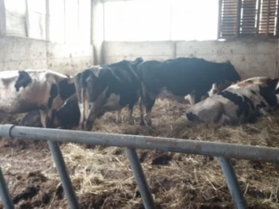 Holstein