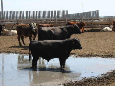 Canada Beef