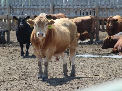 Canada Beef