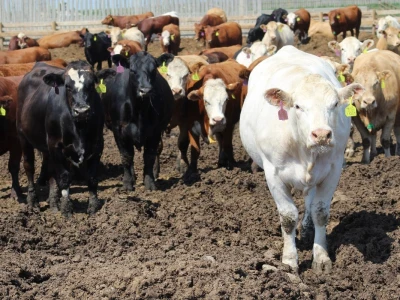 Canada Beef