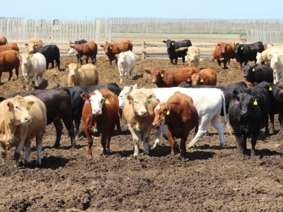 Canada Beef