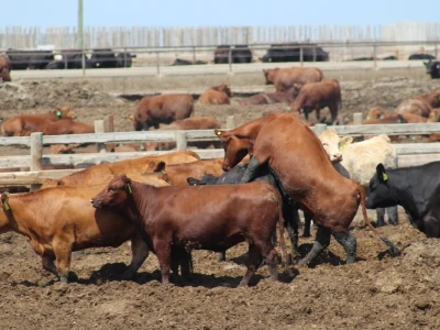 Canada Beef
