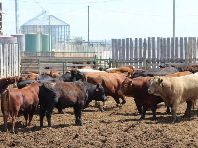 Canada Beef