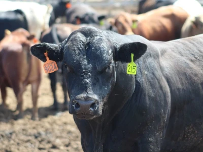 Canada Beef