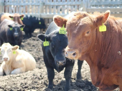 Canada Beef