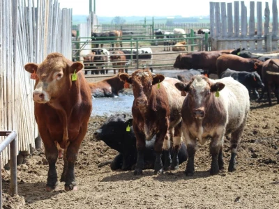 Canada Beef
