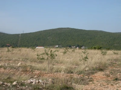 Čarićeva plantaža mladih badema u dalmatinsko-zagorskom kršu