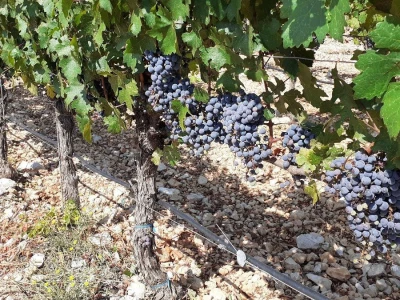 Carska vina