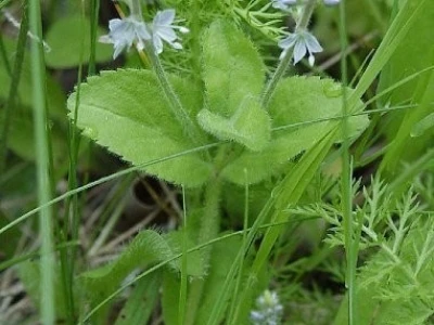 Čestoslavica