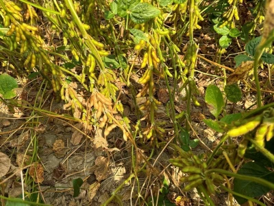 Chromos Agro soja
