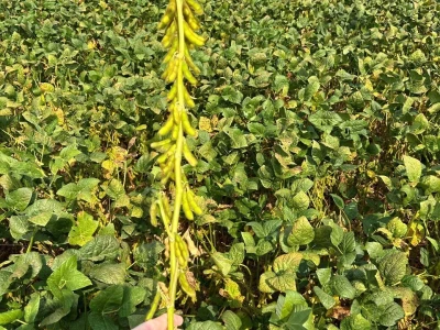 Chromos Agro soja