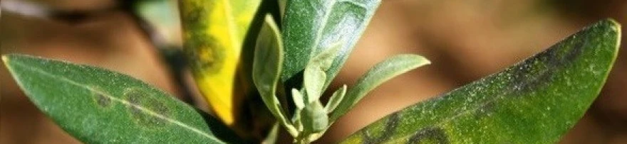ce