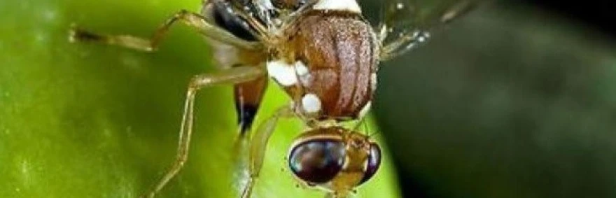 ve