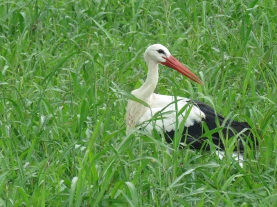 Čigoč