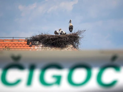 Čigoč