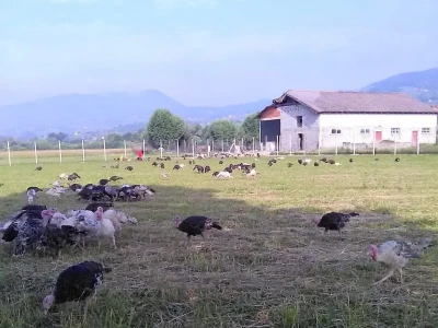 „Odobrena nam je potpora od 25 000 kuna, a na kraju nismo dobili niti lipu!“