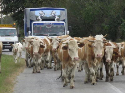 Čorde krava