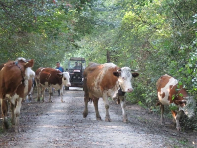 Čorde krava