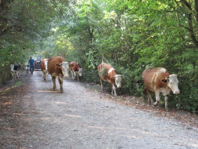Čorde krava