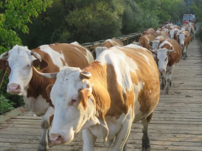 Čorde krava
