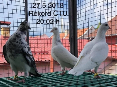 Croatia tiplerska udruga