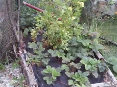 U dvorištu na malom prostoru uzgajaju sve, od začinskog i ljekovitog bilja do povrća