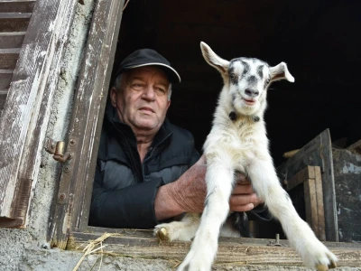 Čudo u Pakoštanima: Koza Gabrijela, iz stada Vinka Šarina, ojarila šestorke