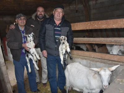 Čudo u Pakoštanima: Koza Gabrijela, iz stada Vinka Šarina, ojarila šestorke