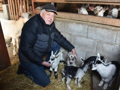 Čudo u Pakoštanima: Koza Gabrijela, iz stada Vinka Šarina, ojarila šestorke
