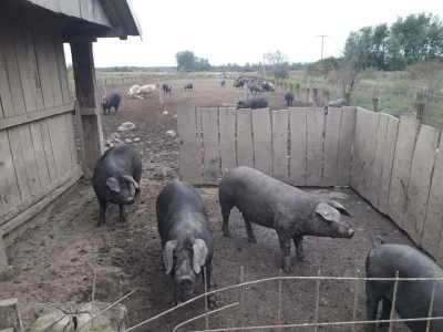 Čvarci