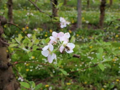 Cvatnja jabuka