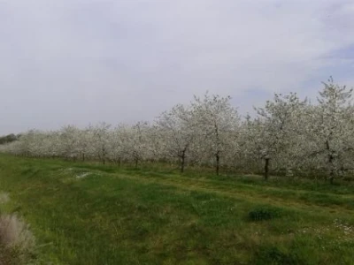 Projetna cvatnja