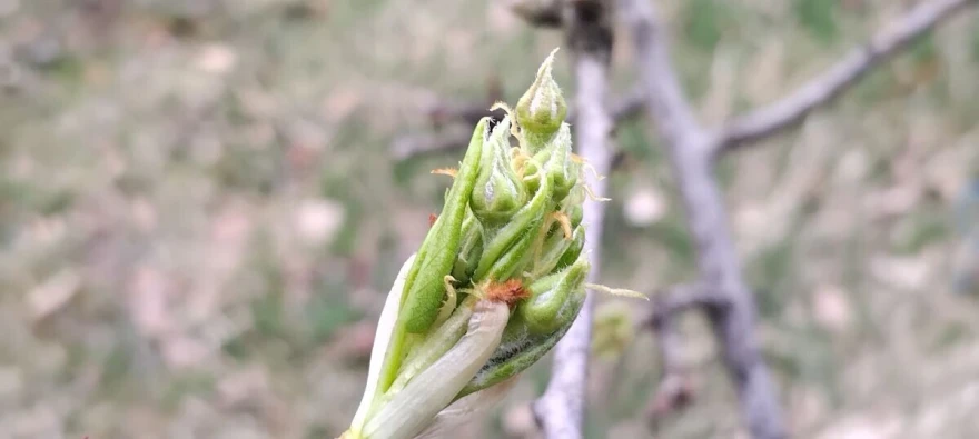 pupoljci kru&scaron;ke, junska ljepotica