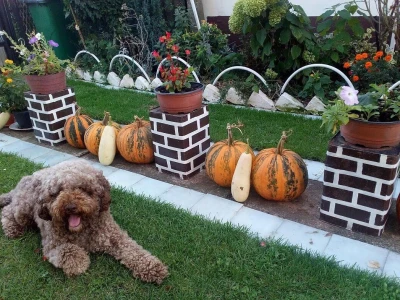 Cvjetna oaza