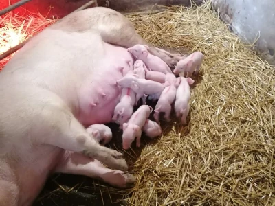 Zalučenje prasadi na OPG-u Damira Rastije
