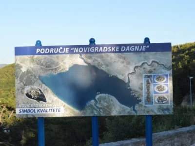 Novigradska dagnja