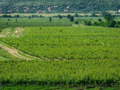 Dalmacijavino