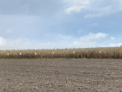 Dan polja BC hibrida kukuruza u Lovasu