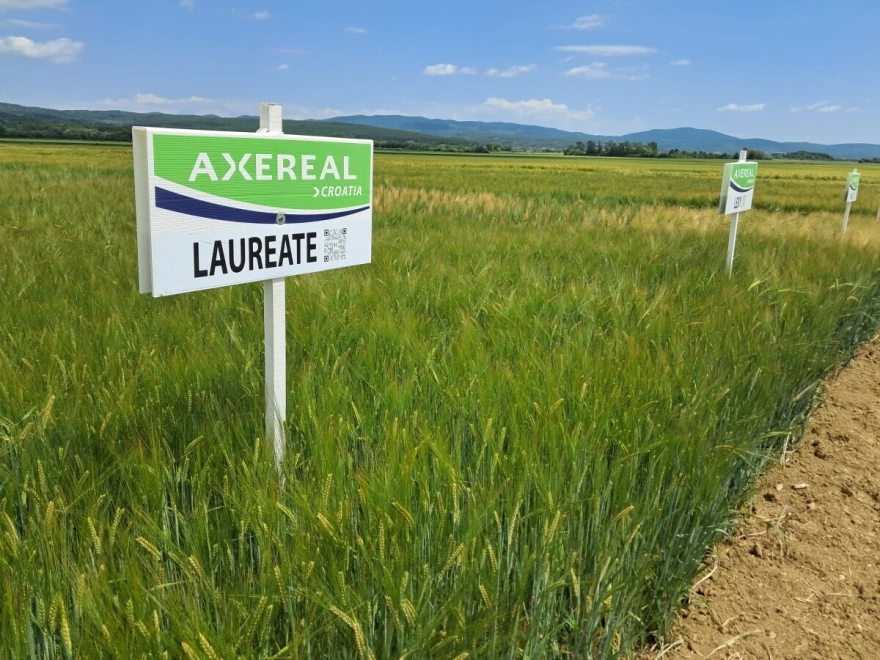 axereal