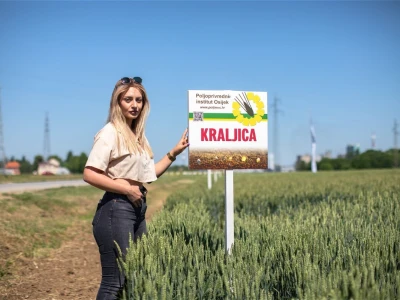 Dan polja pšenice i ječma na Poljoprivrednom institutu Osijek